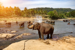 Wissenschaft auf Reisen XIX (Sri Lanka 2018)